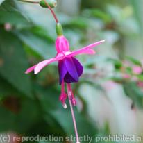 Fuschia Jeanne