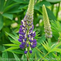 Lupin