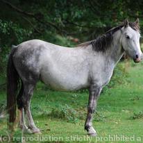 New Forest Grey
