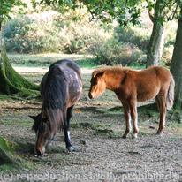 New Forest Mare and Foal