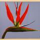 Strelitzia