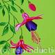 Fuchsia Jeanne
