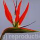 Strelitzia