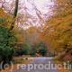 Autumn in the New Forest