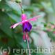 Fuschia Jeanne