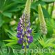 Lupin