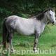 New Forest Grey