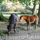New Forest Mare and…