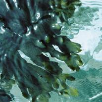 Soft Ebbing3
