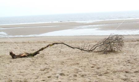 All Washed Up With Nowhere To Grow