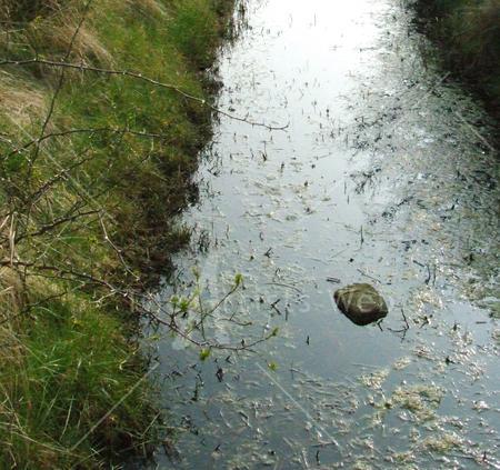 Frog Island