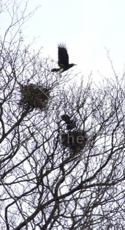 Flight of the Crow