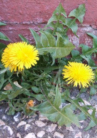 Dandelion Will Make You Wise