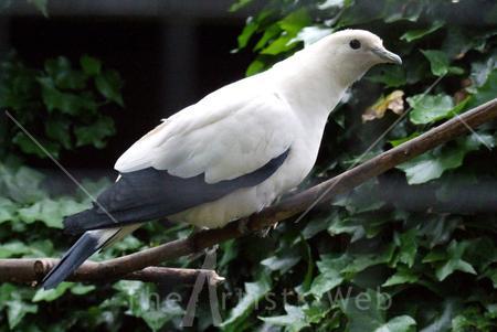 White Bird