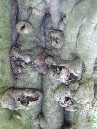 Wood Craft