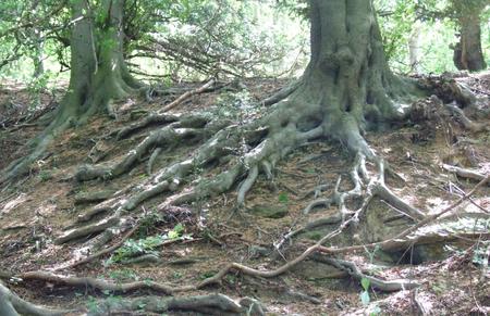 Roots