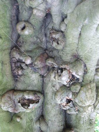 Wood Craft