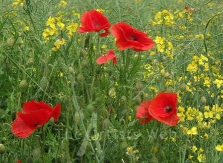 First Poppies