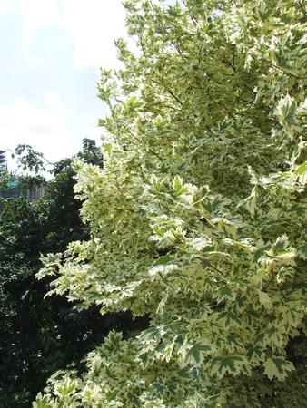 Lime Leaves