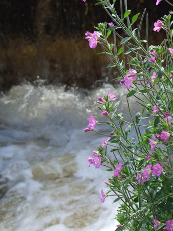 Foam And Flower