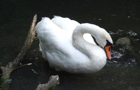 Essence Of Swan