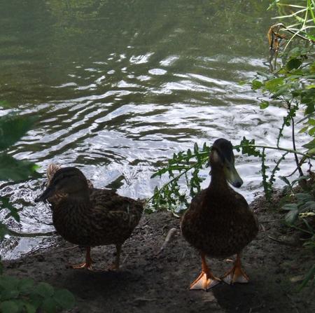 Pair Of Ducks
