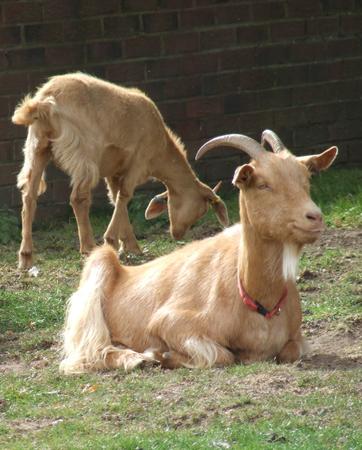 Brown Goat