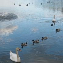 Swans At Fairburn Ings