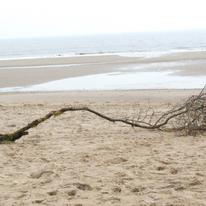 All Washed Up With Nowhere To Grow