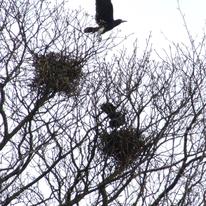 Flight of the Crow
