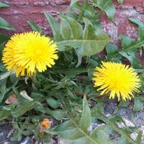 Dandelion Will Make You Wise