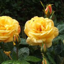 Roses With Raindrops
