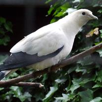 White Bird