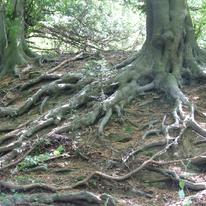 Roots