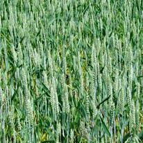 Green Wheat
