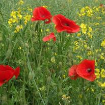 First Poppies