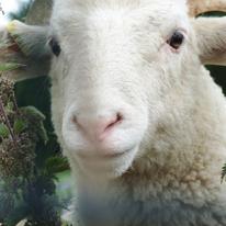 Looking Sheepish