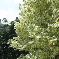 Lime Leaves