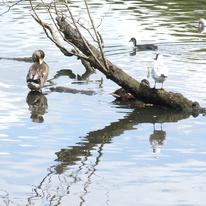 Reflection
