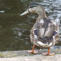 Duck Look