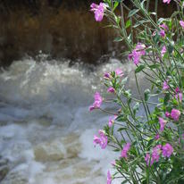 Foam And Flower