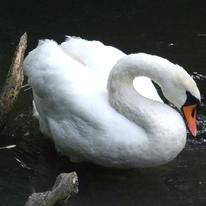 Essence Of Swan