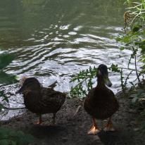 Pair Of Ducks