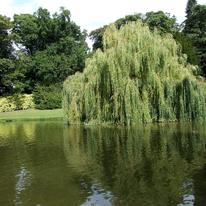 Willow Pond