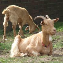 Brown Goat