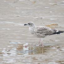 Young Gull