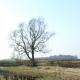The Lone Tree