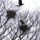 Flight of the Crow