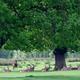 Resting Deer