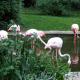 Flamingo Pond